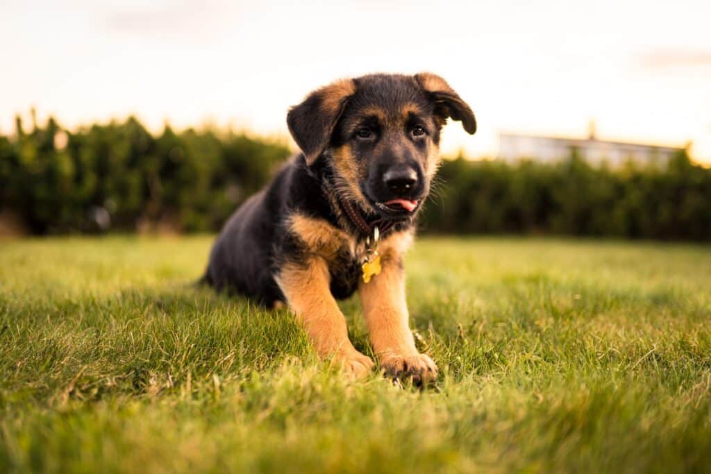 medium sized dog lying in grass field