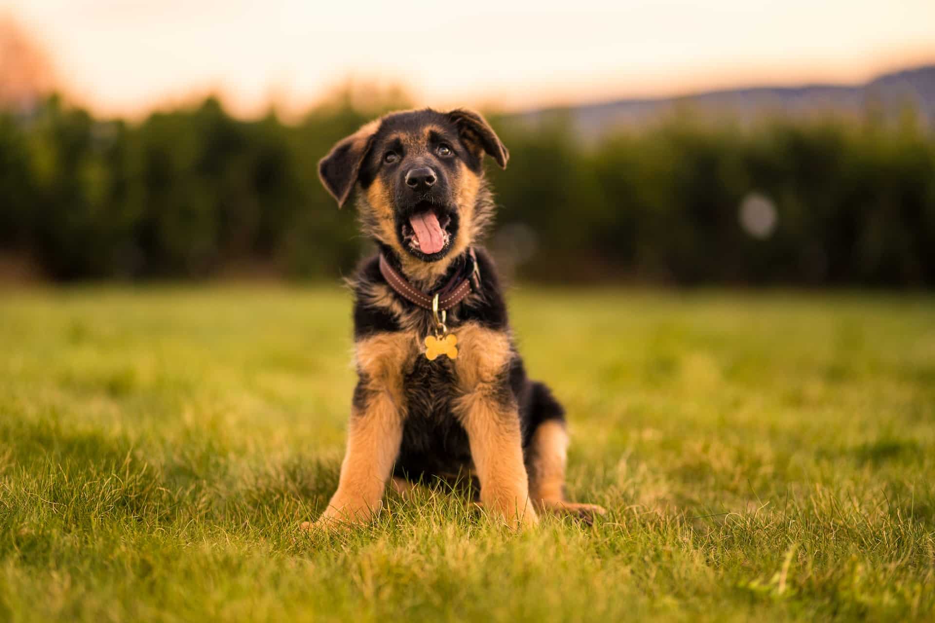 German Shepherd puppy sitting on green field