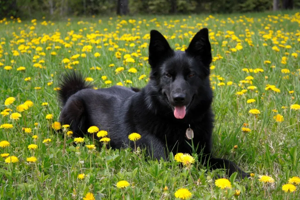 a black dog laying in a field of dandelions