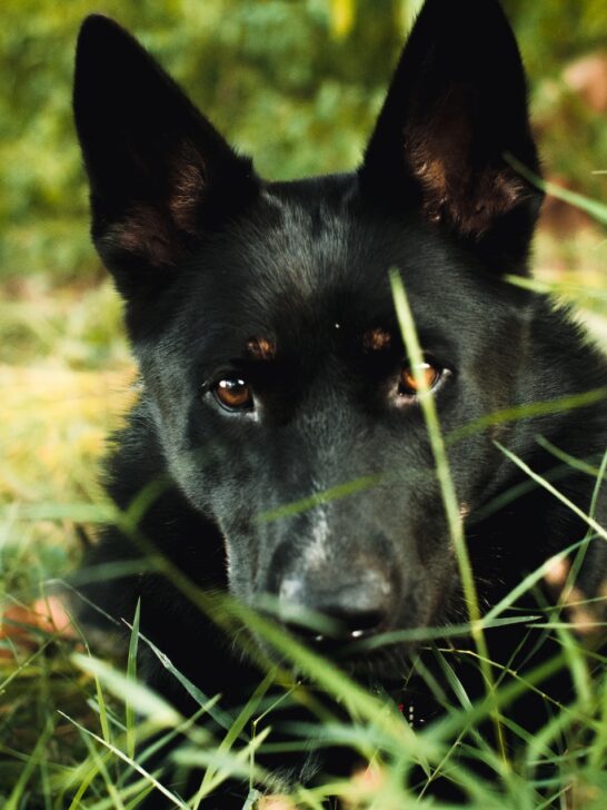 close up shot of dog lying on grass