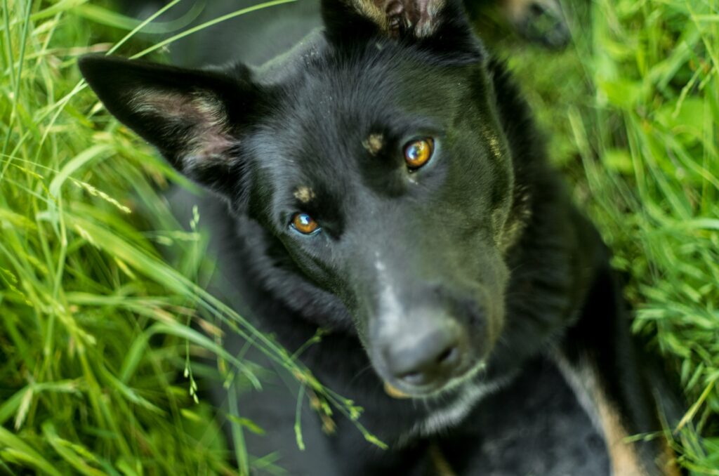 a black dog in the grass