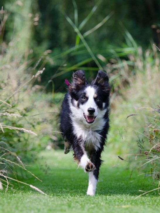 Running dog in green field