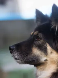 Dog looking concentrated black long coated dog