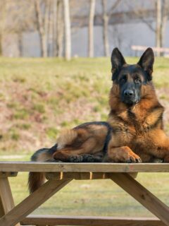 Dog Outside sitting