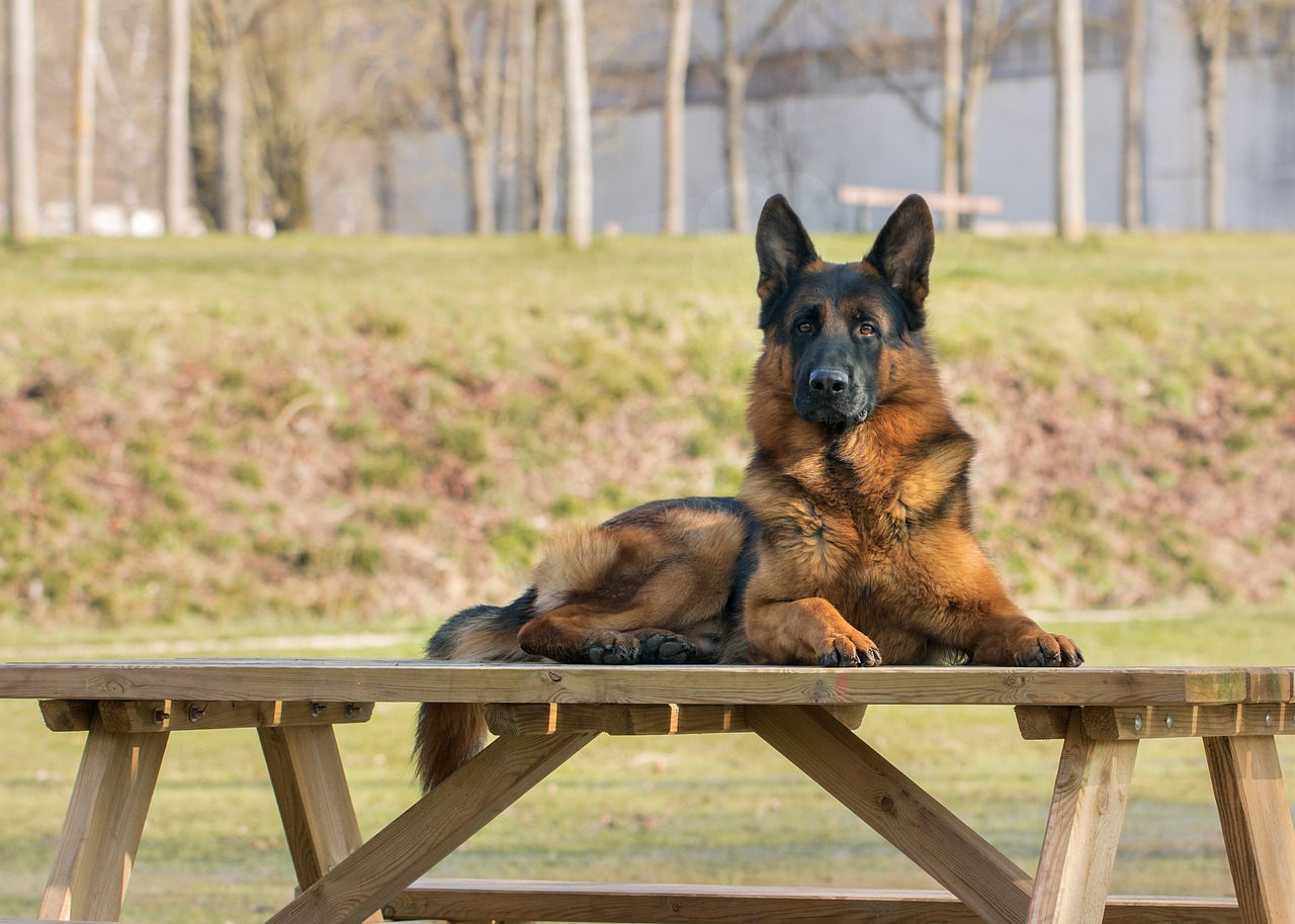 Dog Outside sitting