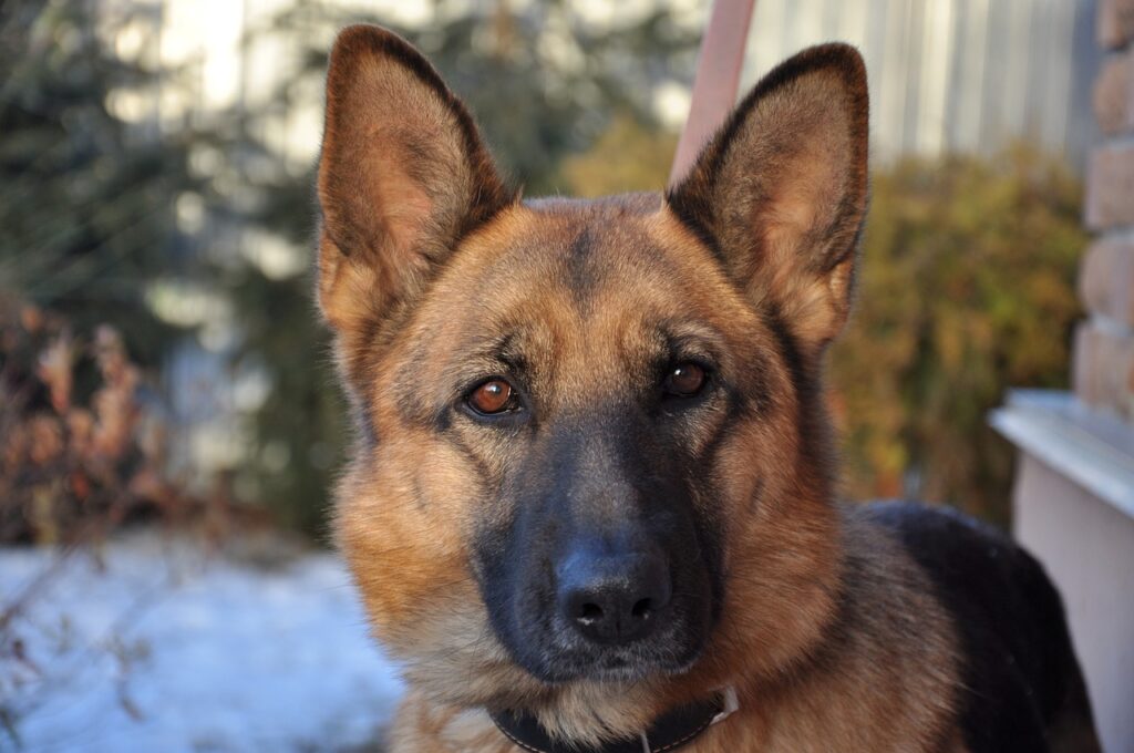 a brown black dog staring