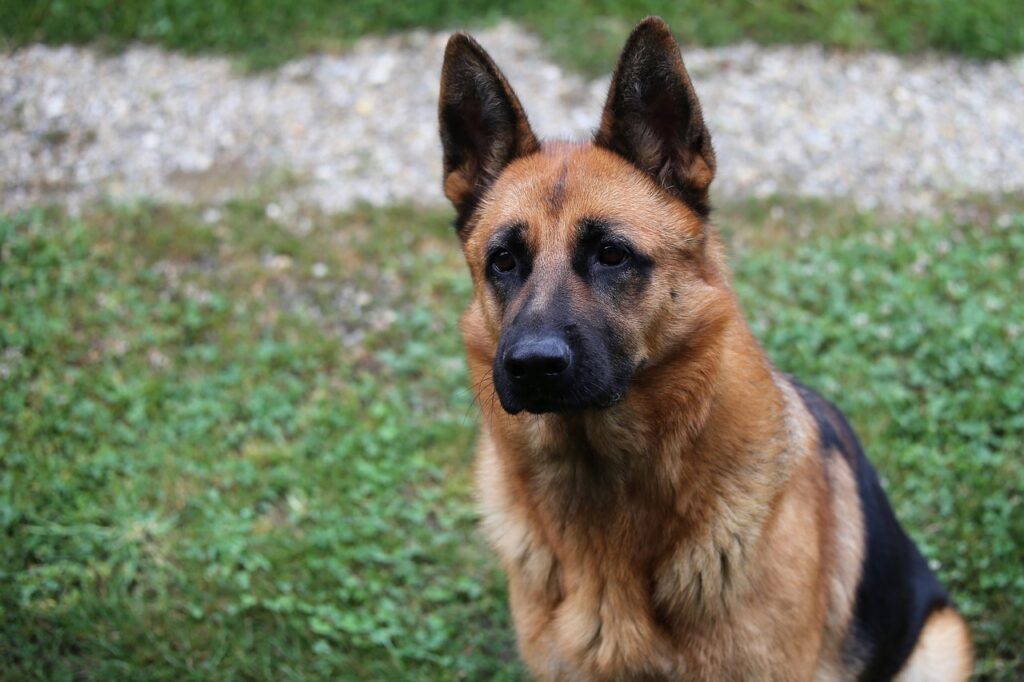 Dog, German shepherd, Pet image
