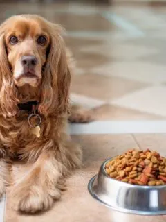 dog sitting beside dog food