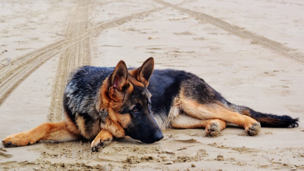 German shepherd, Dog, Dog lying down image