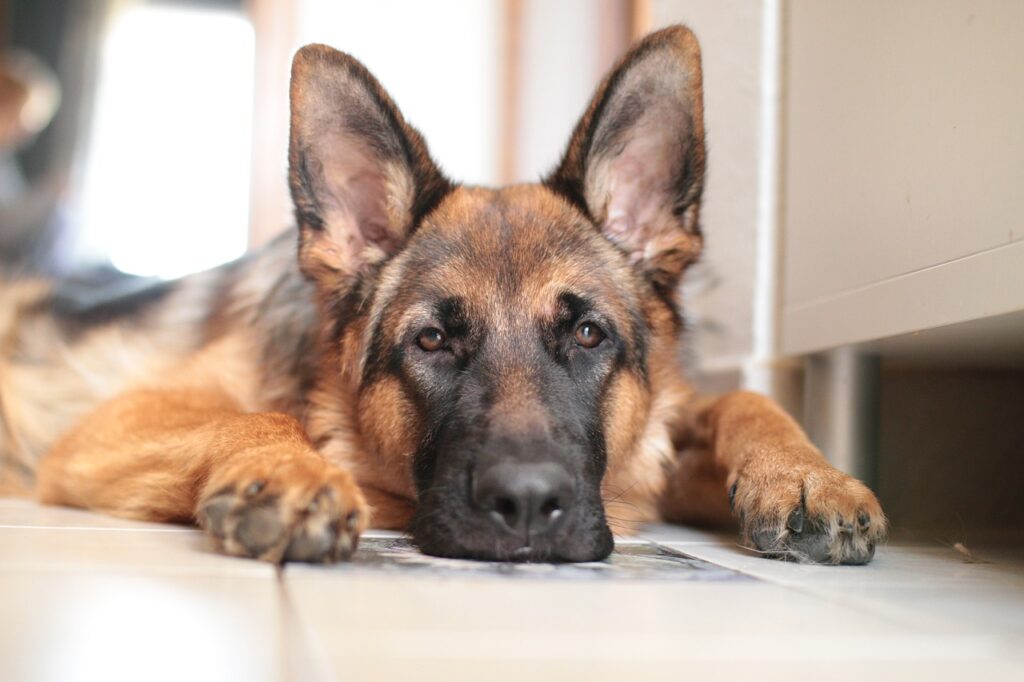 German shepherd, Dog, Domestic animal image