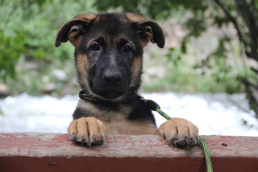 German shepherd puppy