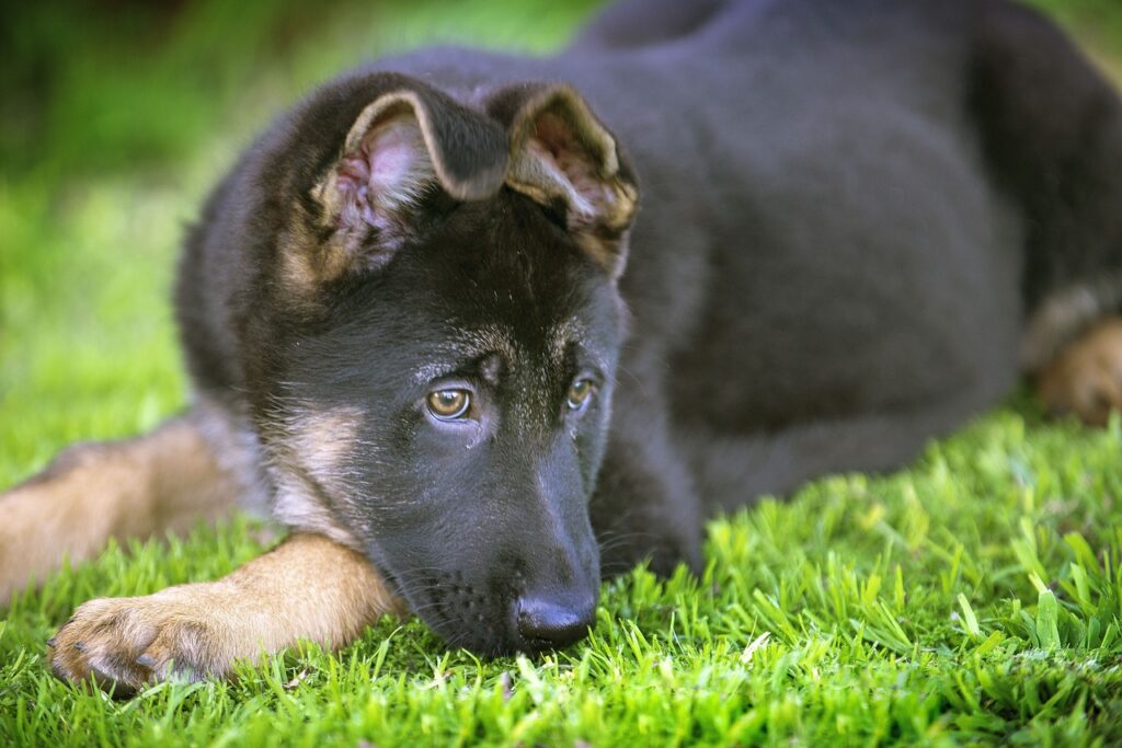 German shepherd, Dog, Puppy image