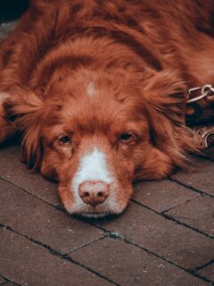 large dog lying down