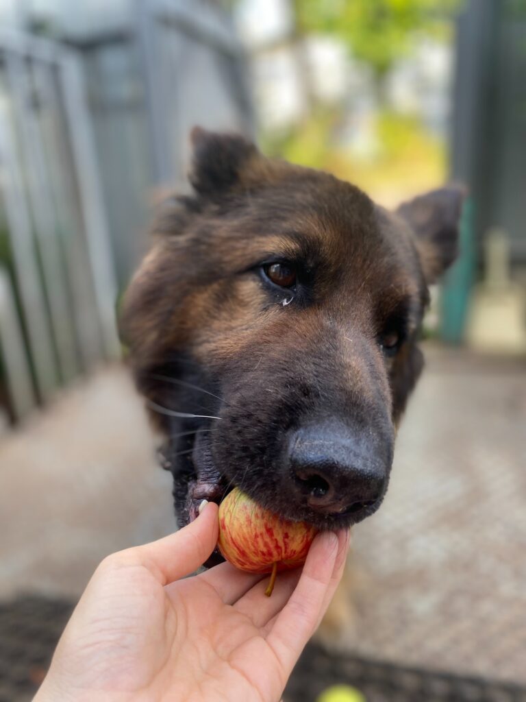 dog eating apple