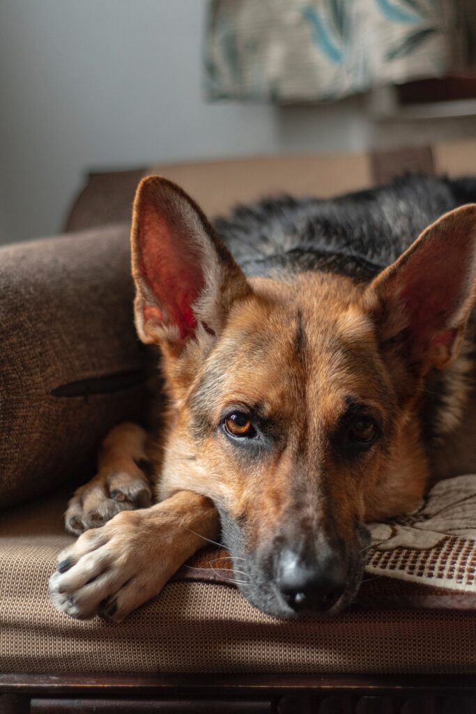 selective focus photography of lying short-coated black and tan dog
