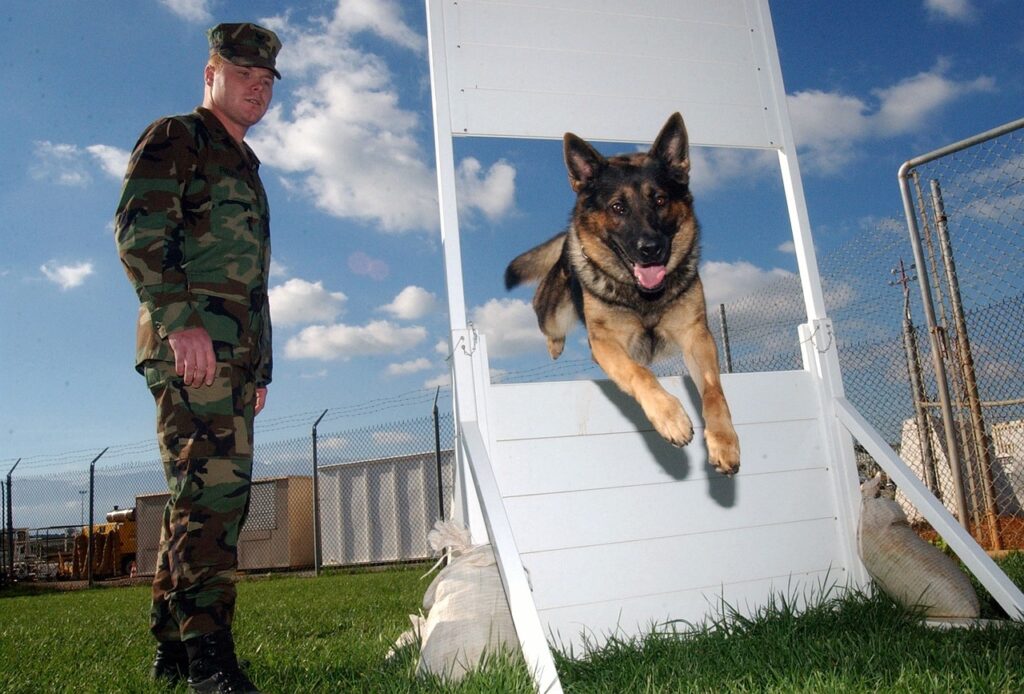 a person training german shepherd dog