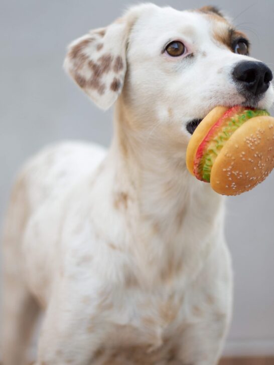 Dog eating a fake burger