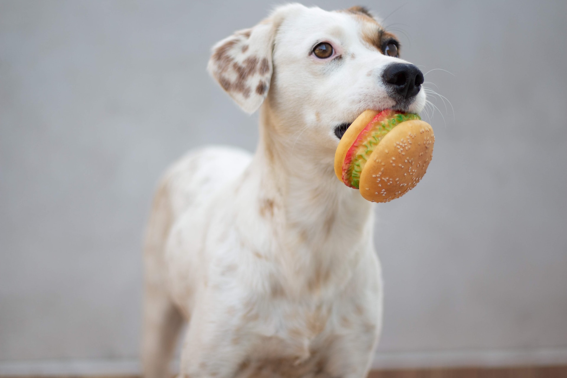 Dog eating a fake burger