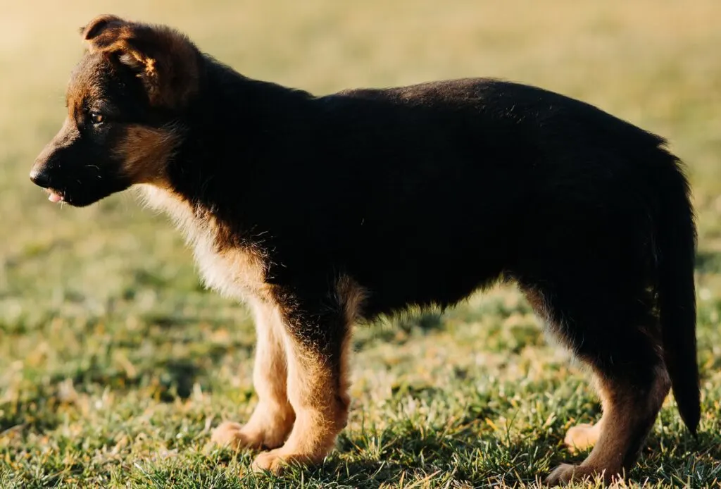 German shepherd in small size