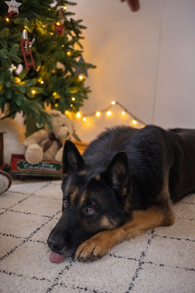 A German Shepherd Lying down on the Floor
