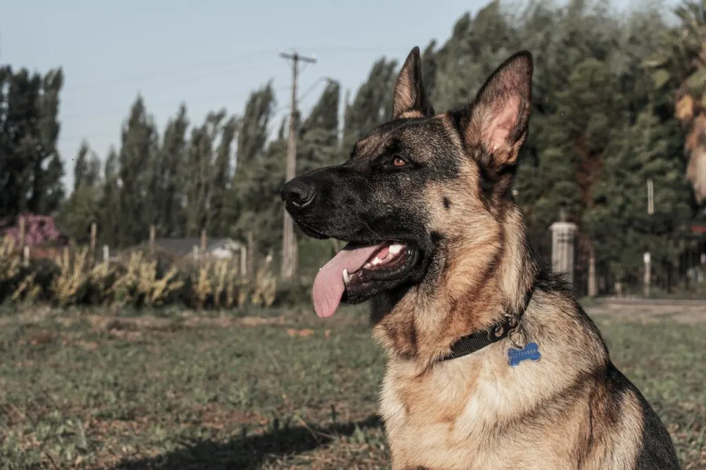 brown german shepherd dog