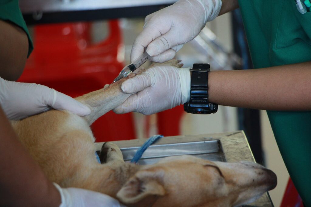 vet injecting medicine 