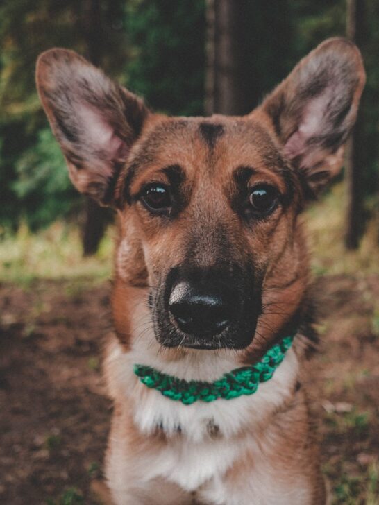 Photo Of A Brown Dog