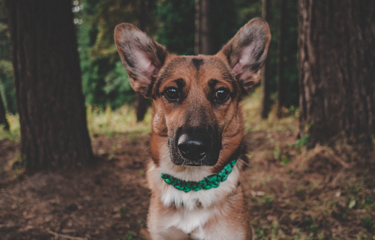 Photo Of A Brown Dog