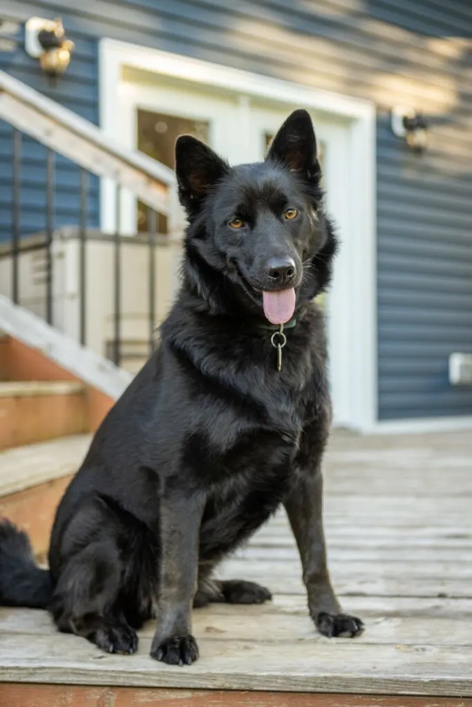 A Log Coated Black Dog on Wooden Platform
