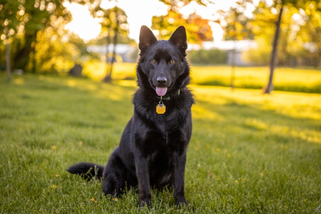 Black German Shepherd on Grass
