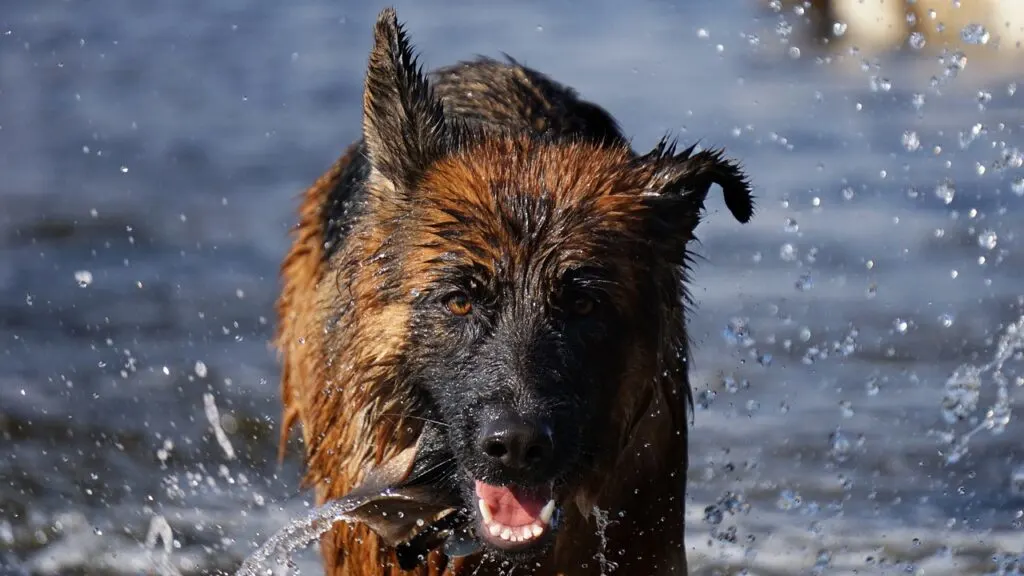 shepherd dog, German shepherd dog, Pet image