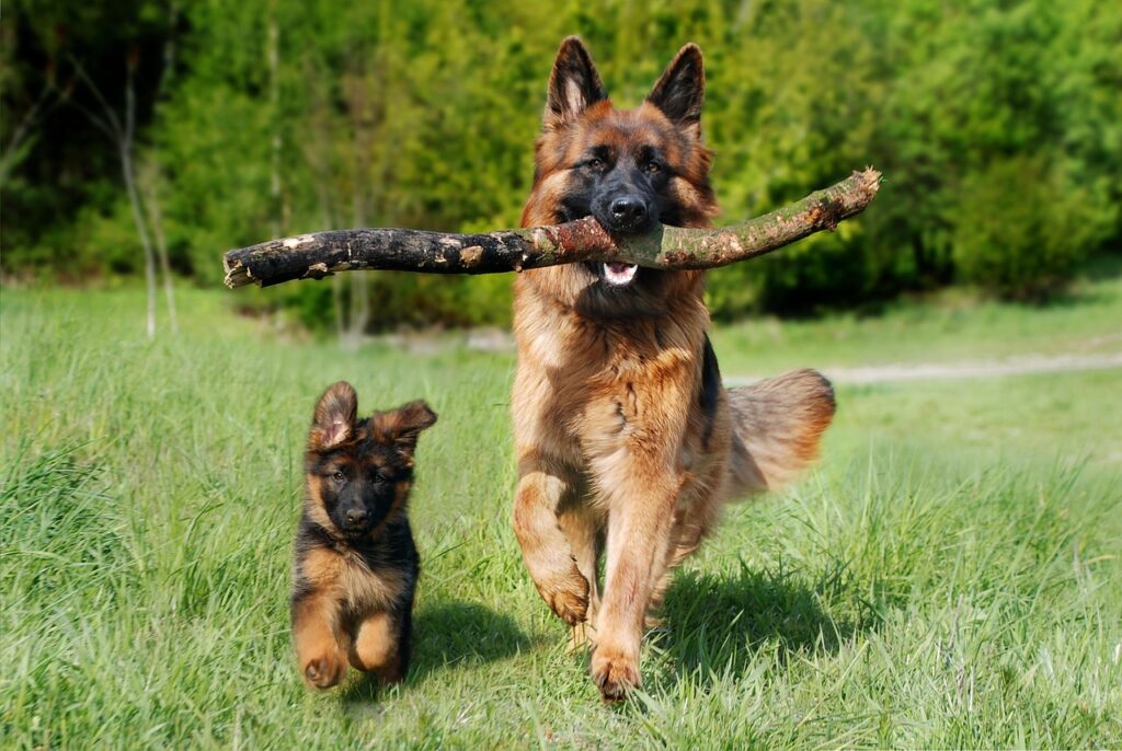 large and small shepherd dog running in green field