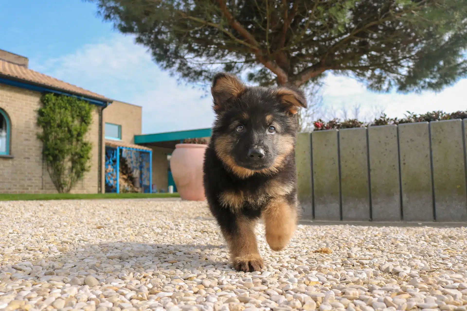 German shepherd puppy walking down the road