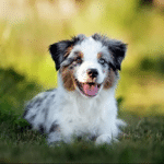 white brown puppy sitting in green field