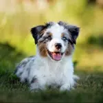 white brown puppy sitting in green field