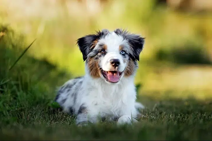 white brown puppy sitting in green field