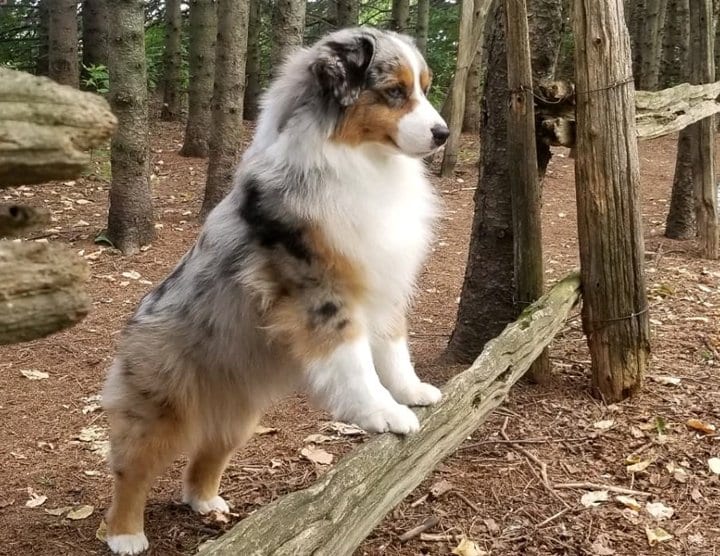 Miniature American Shepherd dog sanding over timber