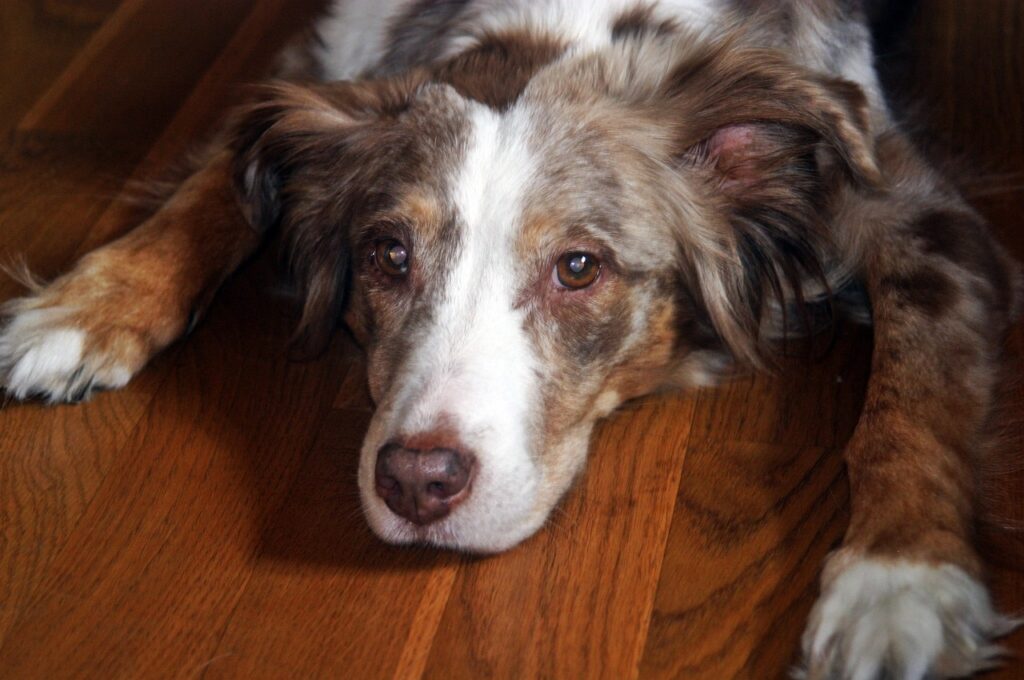 Australian Shepherd dog lying in wooden floor