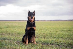 dog sitting in green field