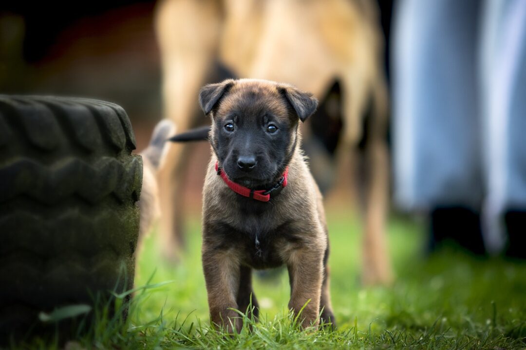 German Shepherd Colors Standard Unusual Rare Gsd Colors German Shepherd Colors Standard Unusual Rare Gsd Colors