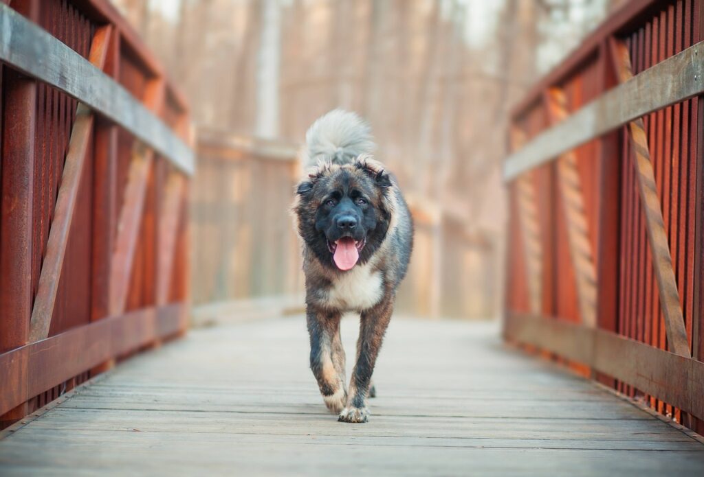 Caucasian Shepherd Dog walking in bridge