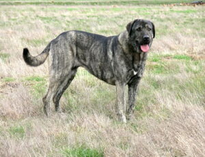 brindle anatolian shepherd dog standing in a green field