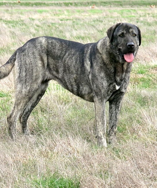 brindle anatolian shepherd dog standing in a green field