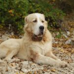 Pyrenean Shepherd Dog sitting over rock