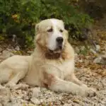 Pyrenean Shepherd Dog sitting over rock