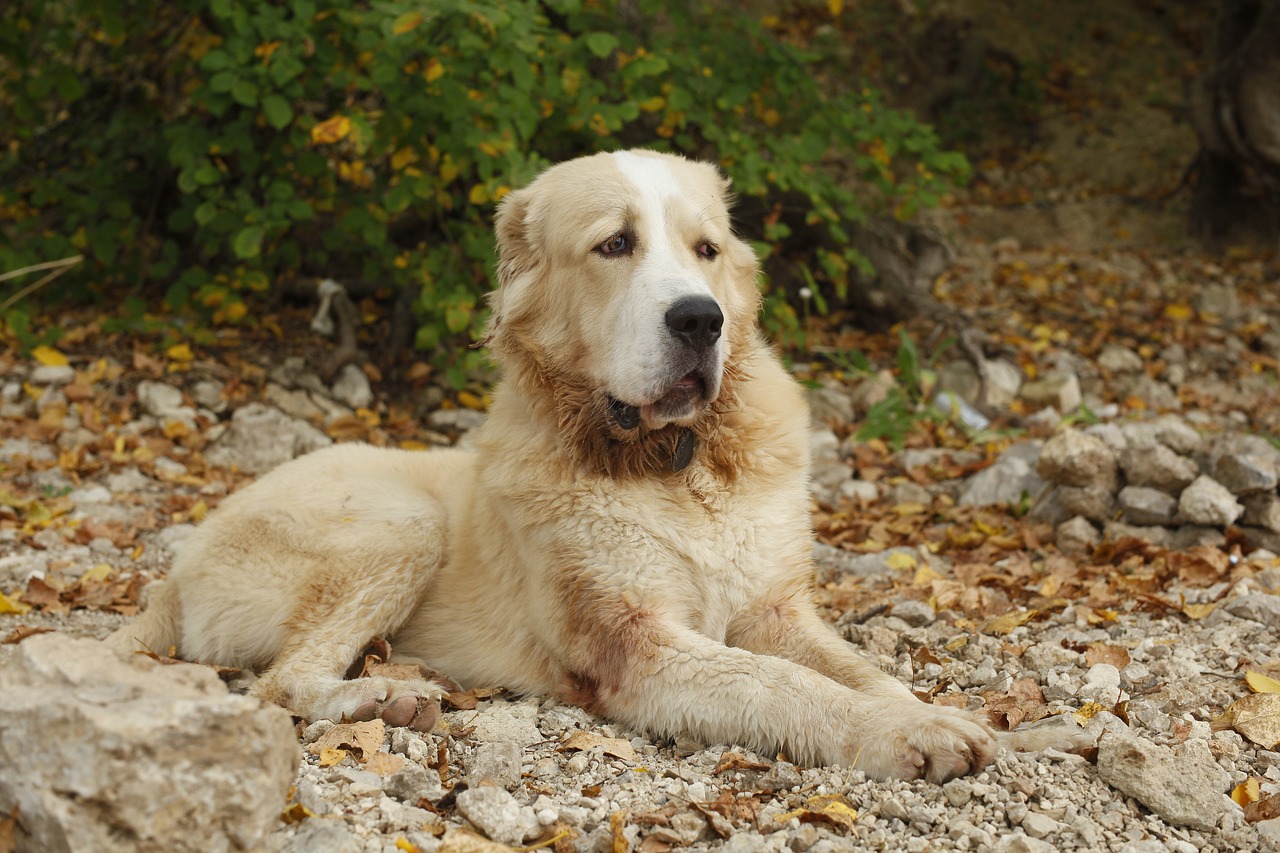 Pyrenean Shepherd Dog sitting over rock