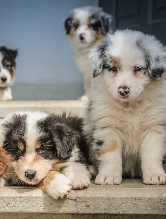 group of American shepherd puppy