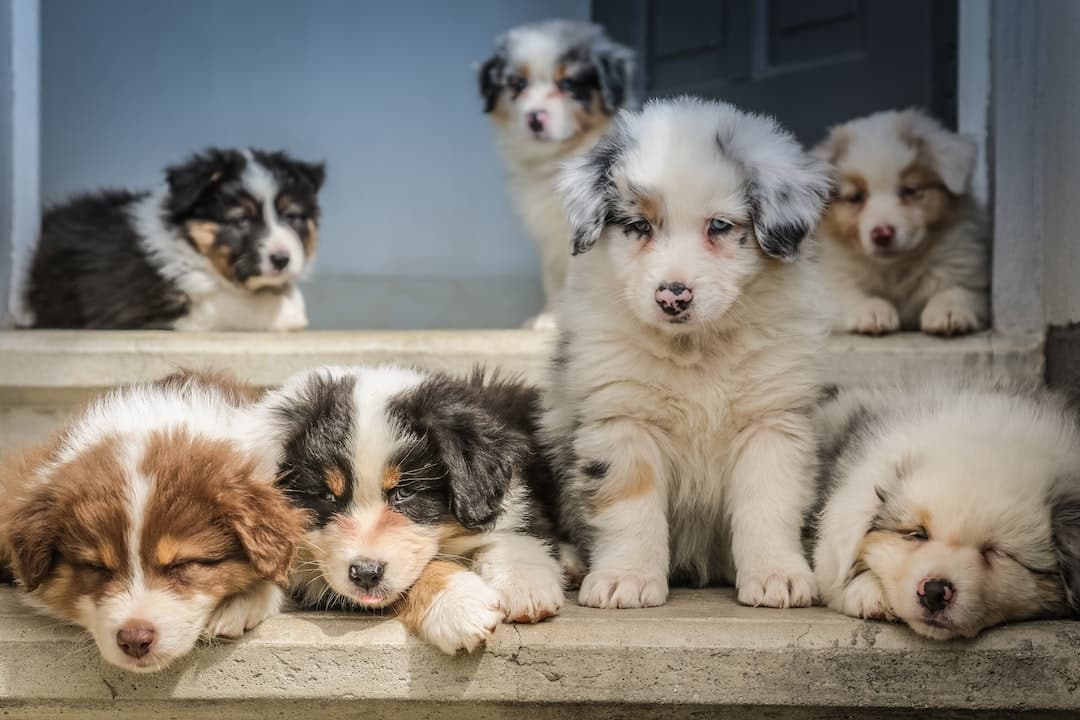 group of American shepherd puppy