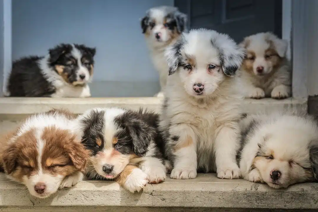 group of American shepherd puppy