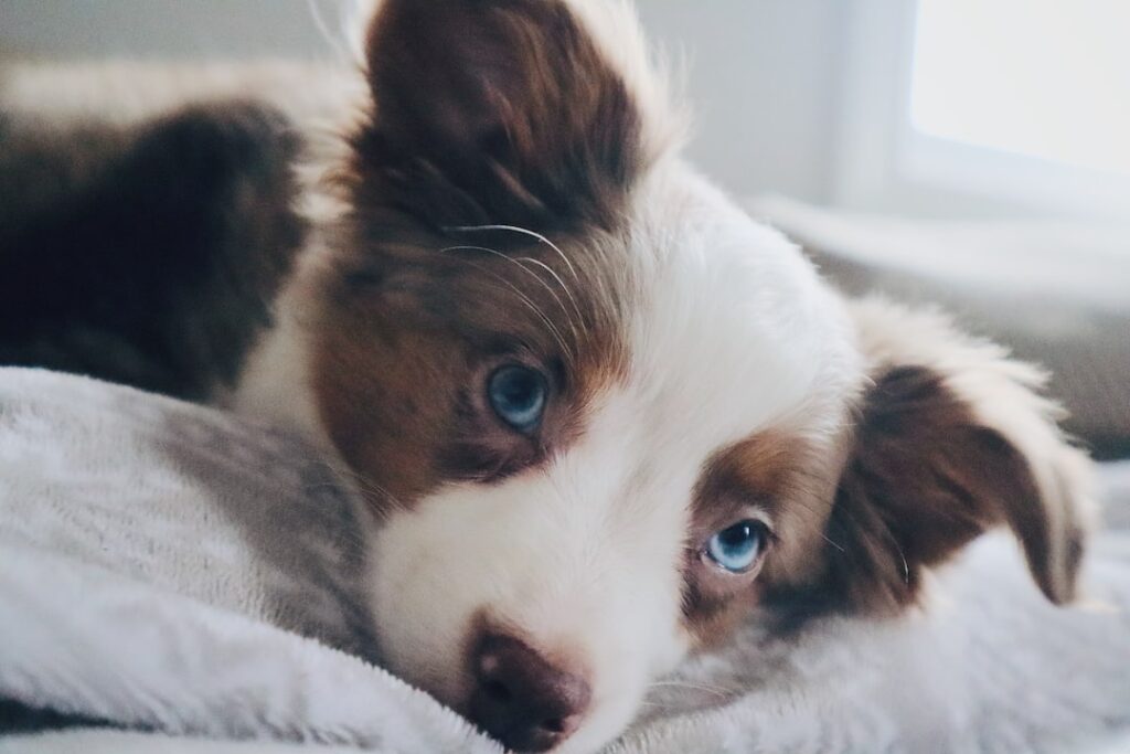 small puppy closeup image
